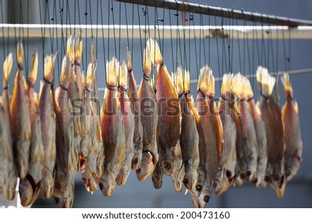 Dry fish in the sunlight/Dry fish