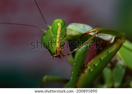 Green Mantis, Mantodea strong insect/Green Mantis