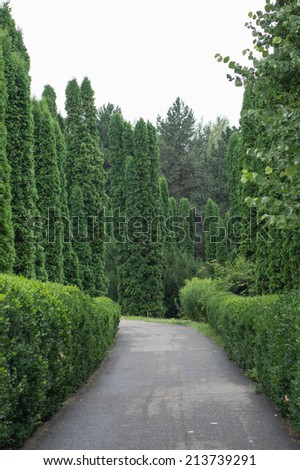Country road running through tree and bush alley