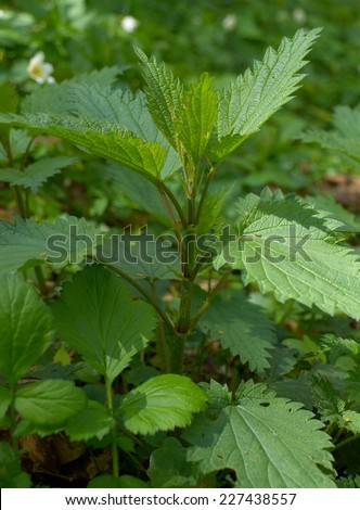 Young nettle in forest