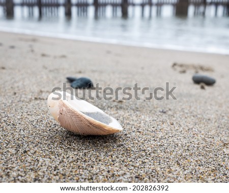 Clam shell on the beach with the water line and pier pilings out of focus in the background.