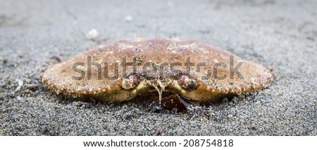 The shell of a crab, washed up on damp grey beach sand.  Close up view with eye-stalks.