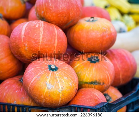 A bin filled with Red Kuri Squash at a Fall farmer\'s market in San Francisco. Butternut and delicate in the background.