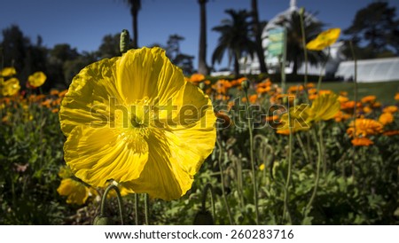 Yellow poppy in the formal gardens by the Conservatory of Flowers in San Francisco.  Conservatory visible in the background.