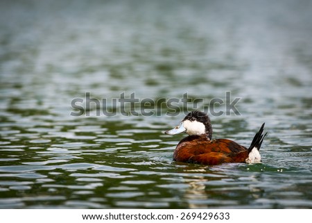 A male Ruddy Duck floats on a dark green pond. Rust red back and wing feathers, black and white head, light blue bill.