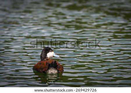 A male Ruddy Duck floats on a dark green pond, tail to the camera. Rust red back and wing feathers, black and white head, light blue bill.