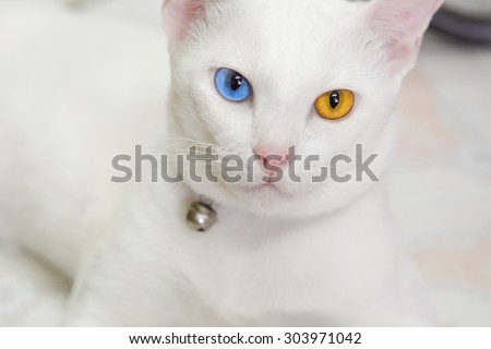 The eye cat blue and yellow