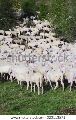 Sheep Herd\
A herd of sheep gathered together.