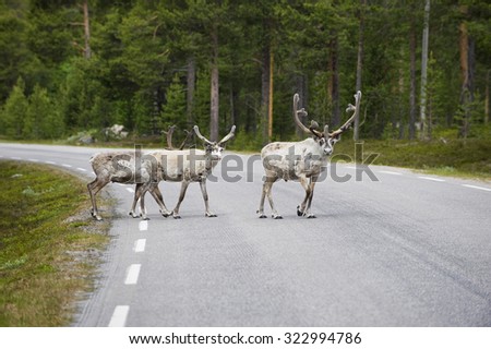 Three wild northern deers crossing the asphalt forest road, Norway.