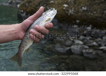 Freshly caught small rainbow trout fish in a fisherman hand. Before letting go, Norway.