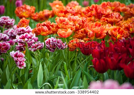 Red and purple tulips in Keukenhof park, flower garden, Holland