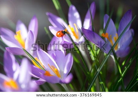 Lady bug on Crocus flowers, spring background