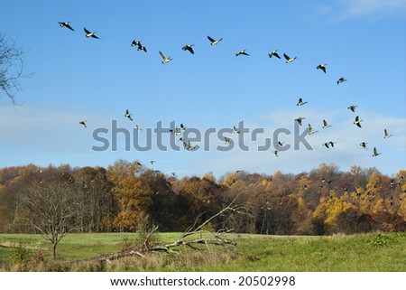 Flock of geese taking flight.