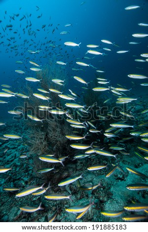 coral and many fishes