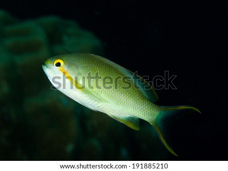 yellow green fish