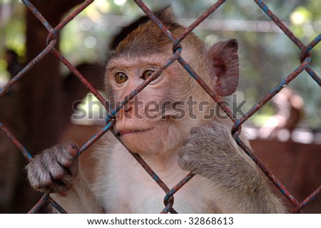 Sad monkey in Zoo