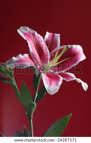 Image of a White, Pink and Red Stargazer Lily shot against a red background.