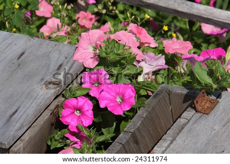 Pink pansies in a wooden planter, with focus on the darker pink pansies in the foreground