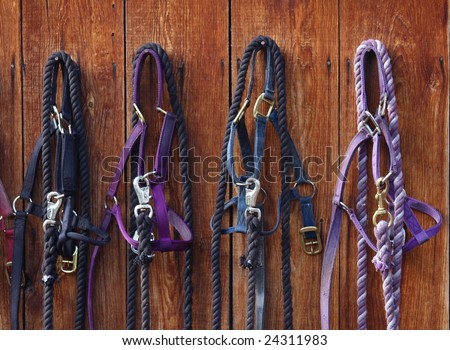 Four nylon bridles hanging against a barn wall