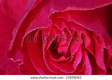 red rose flower garden. flower red rose in garden
