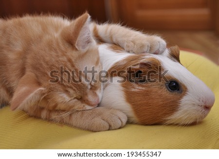 Red little cat sleeps on a Guinea pig