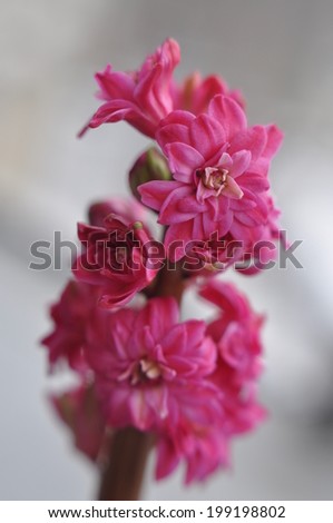 Hyacinth terry Red Diamond (Red Diamond),