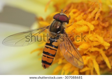 hover fly on a flower close up