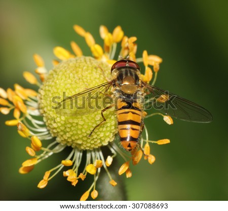 hover fly on a flower head