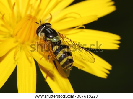 Summer time hover fly on a dandelion head