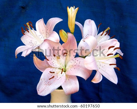 Bouquet of pink lilies on a blue background in Or Yehuda, Israel