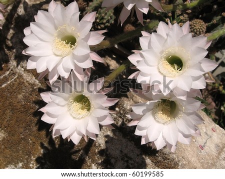 Cactus White Flower