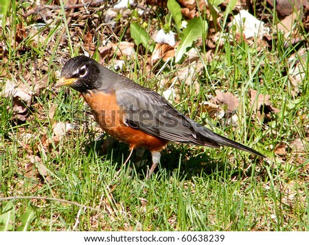 American Robin isolated in early spring in Thornhill Ontario, Canada