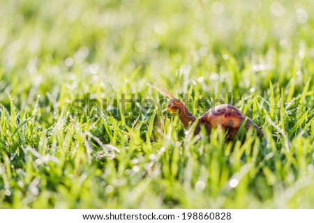 Snail on grass with bokeh.