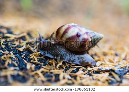One snail crawling on sandy ground - closeup view