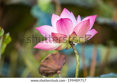 Lotus morning light