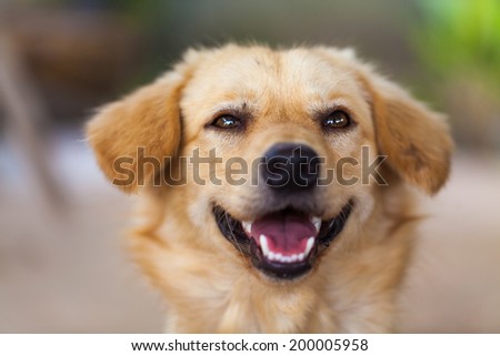 puppy look at camera, close up dog eye, feel he very happy and smile with, dog live at thailand's temple
