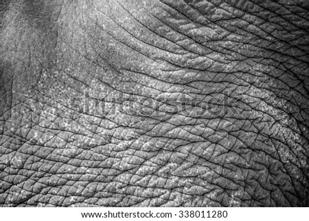 Elephant skin texture monochrome background.
