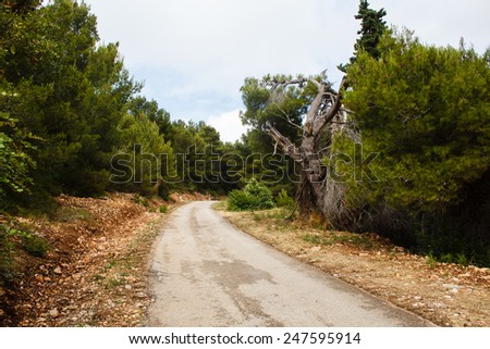 old road in nature pine green forest and ruins of tree in mountains on the island in mediterranean sea
