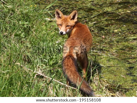 Red Fox near the water\'s edge, looking over his shoulder
