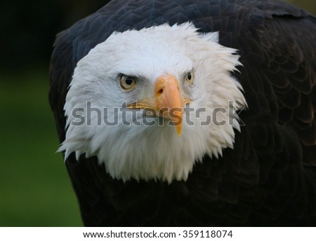 Mature North American Bald eagle, close-up of the head and upper body, facing the camera.