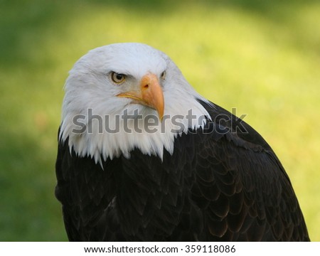 Mature North American Bald eagle, close-up of the head and upper body, facing the camera.