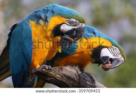 Closeup of a pair of spunky South American Blue and Yellow Macaws eating walnuts.