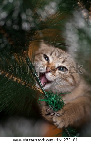 Cat Climbing On A New Year Tree