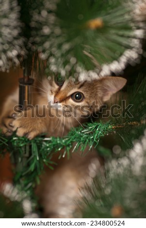 Cute kitten climbing on a new year tree