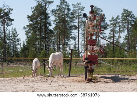 Ill animals and oil producer in the forest
