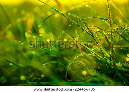 Morning grass after rain in the morning sun backlit