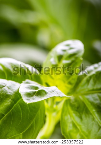 Close up fresh organic basil leaves. Macro
