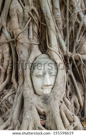 Head of Buddha statue in the roots of tree at , Ayutthaya, Thailand