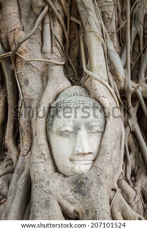 Head of Buddha statue in the roots of tree at , Ayutthaya, Thailand