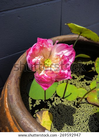 Pink lotus flower in big water jar ,is popular in garden home